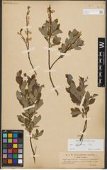 Foto von Salix starkeana Willd.
